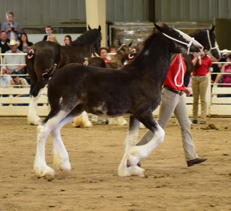 Cowskin Creek Clydesdales » Horses For Sale