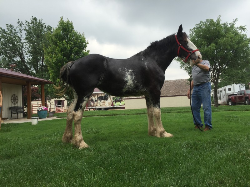 Cowskin Creek Clydesdales » Horses For Sale